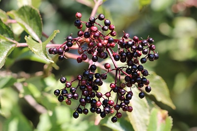 Sambucus nigra Holunderbeeren