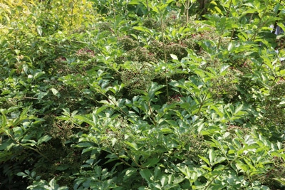 Sambucus nigra