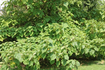 Schwarzer Hollunder