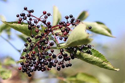 Sambucus nigra