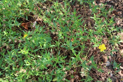 Sonnenröschen, Helianthemum