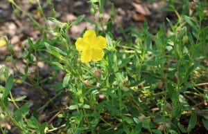 Sonnenröschen, Helianthemum