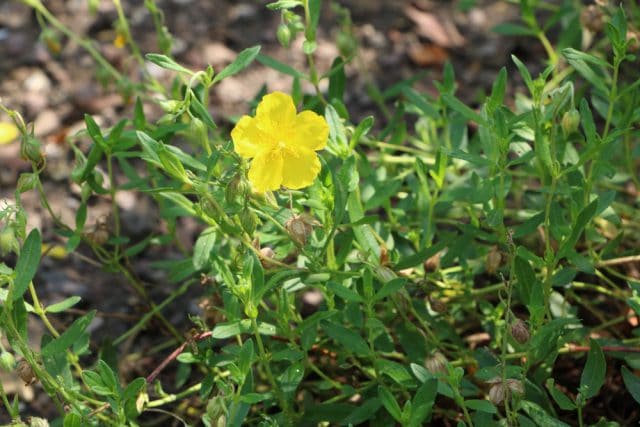 Sonnenröschen, Helianthemum