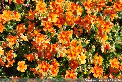 Helianthemum