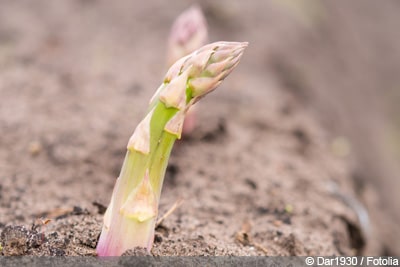 Asparagus officinalis