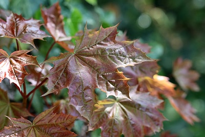 Acer platanoides