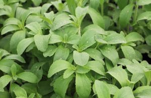 Stevia-Pflanze