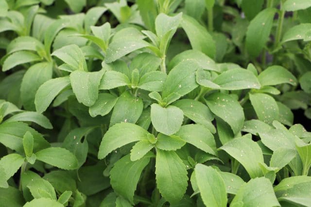 Stevia-Pflanze