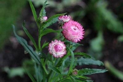 Helichrysum