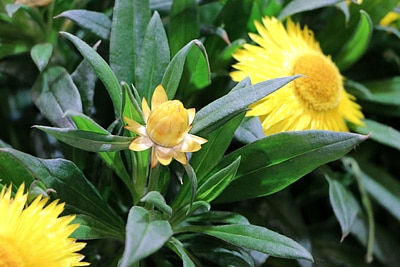 Strohblumen