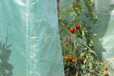 Tomaten