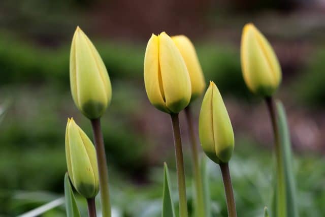 Tulpenzwiebeln stecken