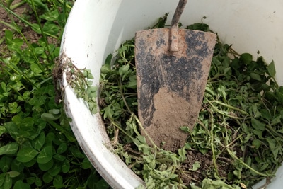 biologische Unkrautvernichtungsmittel Garten