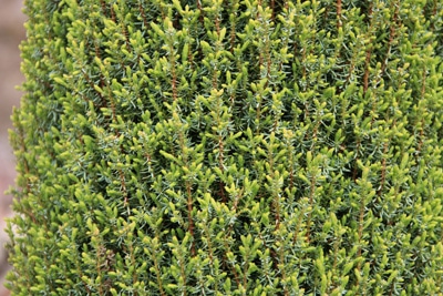 Juniperus