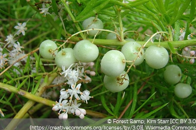 Asparagus densiflorus