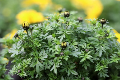 Bidens ferulifolia