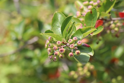 Aronia