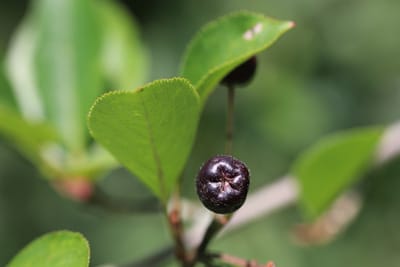 Apfelbeeren