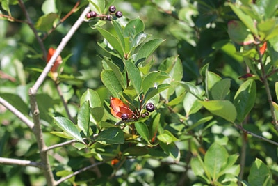 Aronia