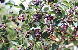 Aronia