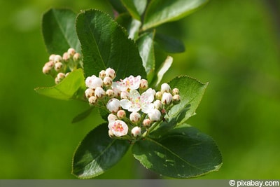 Apfelbeeren