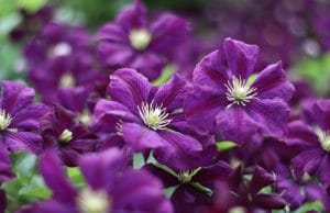 Clematis