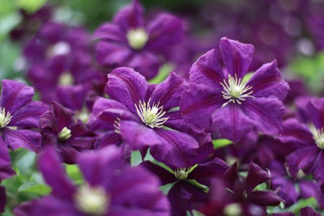 Clematis