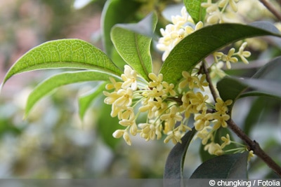 Osmanthus fragrans