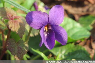 Viola odorata