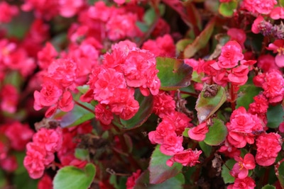 Begonia semperflorens