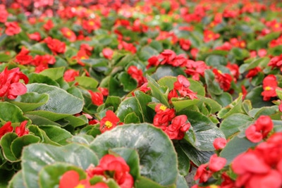 Begonia semperflorens