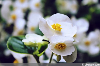 Begonia semperflorens