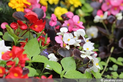 Begonia semperflorens