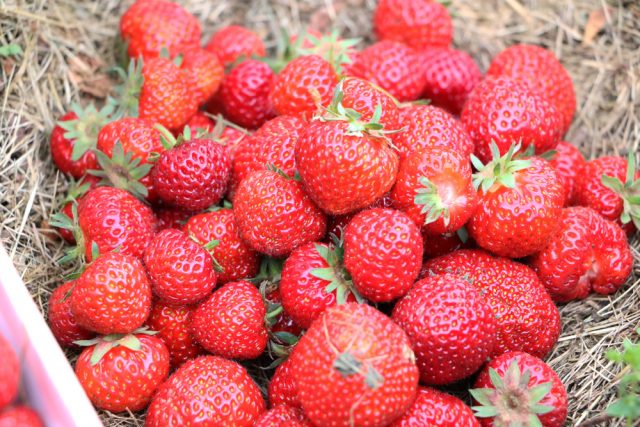 Erdbeeren