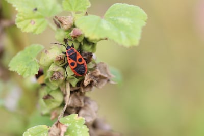 Pyrrhocoridae