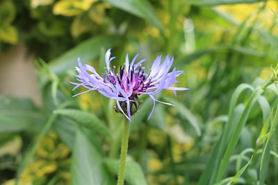 Berg-Flockenblume