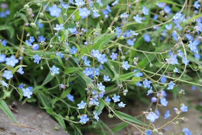 Omphalodes verna