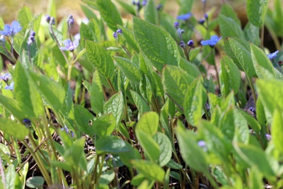 Frühlings-Gedenkemein, Omphalodes verna