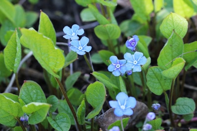 Omphalodes verna