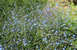 Frühlings-Gedenkemein, Omphalodes verna