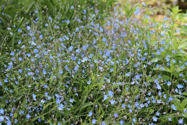 Frühlings-Gedenkemein, Omphalodes verna