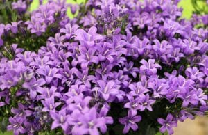 Glockenblume Blumenwiese, Staude