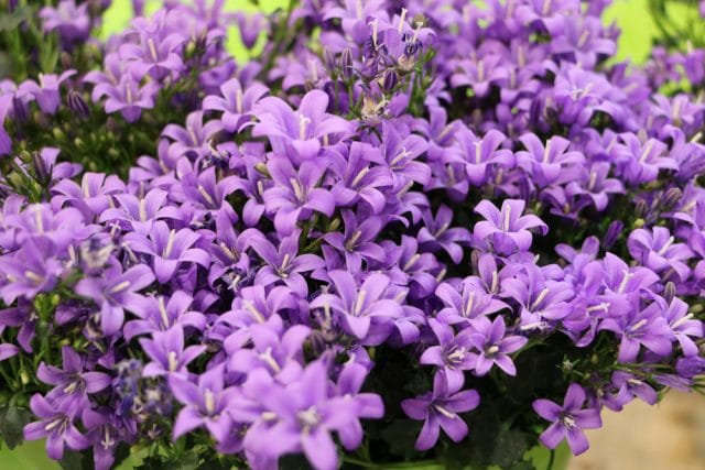 Glockenblume Blumenwiese, Staude