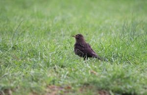 heimische Vögel