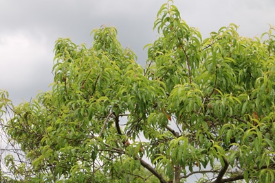 Pfirsich Prunus persica