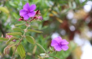 Tibouchina Prinzessinnenblume