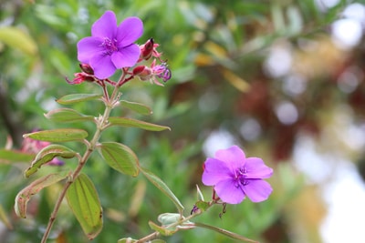 Tibouchina Prinzessinnenblume