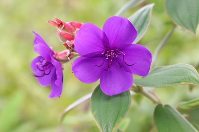 Tibouchina Prinzessinnenblume