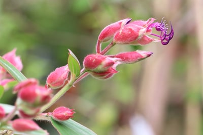 Tibouchina Prinzessinnenblume