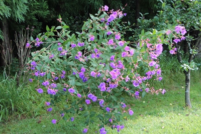 Tibouchina Prinzessinnenblume